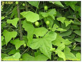 金絲吊葫蘆 金絲吊葫蘆