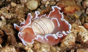 圖片中像朵花一樣的是一種海螺，叫泡螺。泡螺屬於腹足綱後鰓亞綱頭楯目動物，它們是海產貝類。