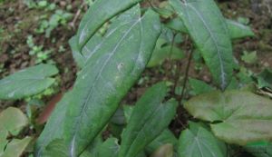 敘永小檗 敘永小檗