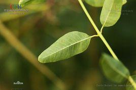 羅布麻葉[羅布麻葉]