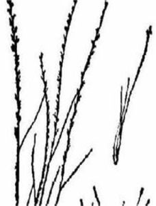 小草沙蠶 小草沙蠶