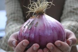 福建紫皮洋蔥 福建紫皮洋蔥