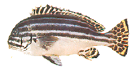 四帶胡椒鯛 四帶胡椒鯛