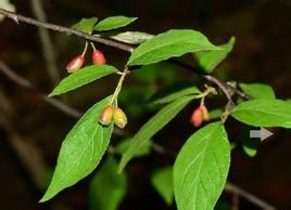 尖葉栒子 尖葉栒子