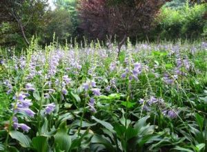 紫花玉簪 紫花玉簪