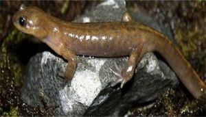 普雄原鯢 普雄原鯢