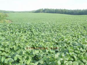 黑豆[豆科植物大豆]