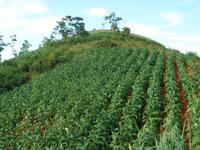 大以古村烤菸種植
