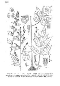 陰地蒿系 陰地蒿系