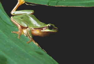 疣斑樹蛙 疣斑樹蛙