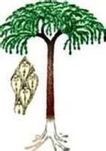 邵陽擬鱗木 邵陽擬鱗木