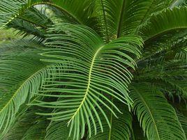 雲南蘇鐵果 雲南蘇鐵果