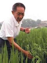 水利用稻雜種優勢的構想