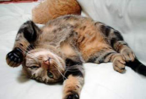 貓呼吸道綜合徵 貓呼吸道綜合徵