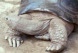 約旦巨型龜 約旦巨型龜