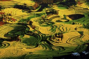 羅平菜花節 羅平菜花節