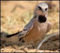 裏海地鴉 裏海地鴉