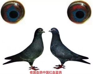中國紅血藍鴿