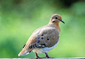 哀鴿克島亞種 哀鴿克島亞種