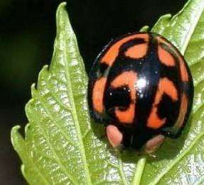 六斑異瓢蟲 六斑異瓢蟲