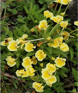 長角凸額馬先蒿