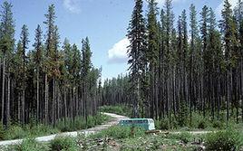 黑松[美國黑松]