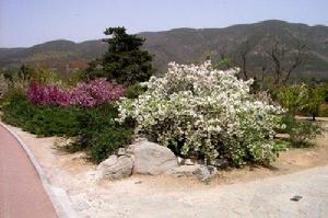 紅玉海棠 紅玉海棠