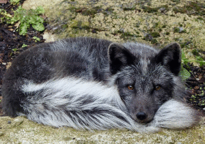 北極狐大陸亞種 北極狐大陸亞種