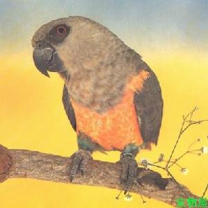 紅腹鸚鵡