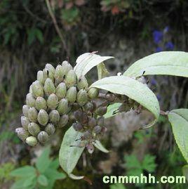 長穗醉魚草 長穗醉魚草