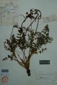 尖葉藁本 尖葉藁本