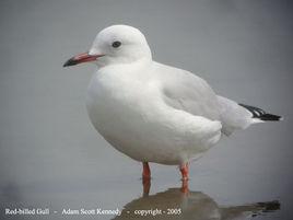 紐西蘭紅嘴鷗 紐西蘭紅嘴鷗
