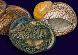 鱗角腹足蝸牛 鱗角腹足蝸牛