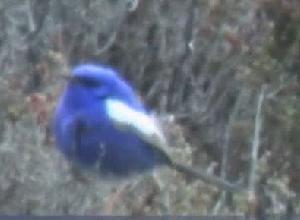 （圖）藍白細尾鷯鶯