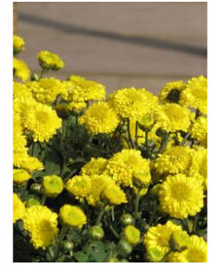 金菊2號 金菊2號