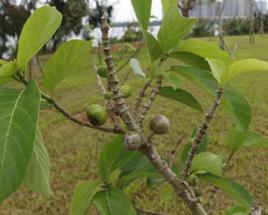牛奶樹子 牛奶樹子