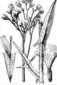 沼生苦苣菜 沼生苦苣菜