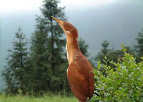 神情盎然的小鳥