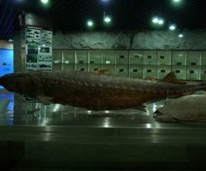 水生生物博物館