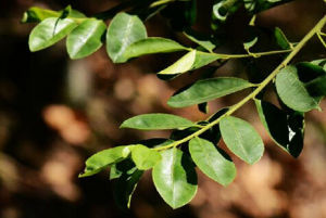 鈍頭冬青 鈍頭冬青