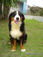 伯爾尼茲山地犬