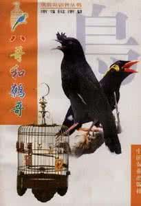 八哥和鷯哥 八哥和鷯哥