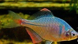 高體鰟鮍 高體鰟鮍