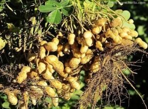 邢花1號 邢花1號