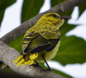 黑枕黃鸝馬來亞種 黑枕黃鸝馬來亞種