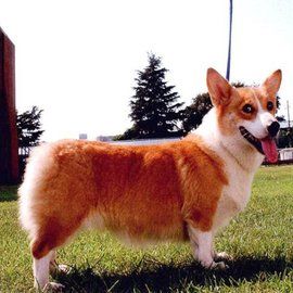 彭布羅克威爾斯柯基犬