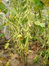 菏豆20號 菏豆20號