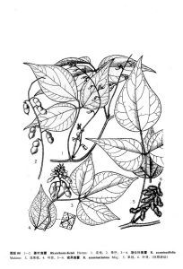 密果鹿藿 密果鹿藿