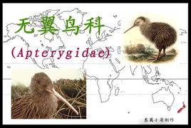 無翼鳥科 無翼鳥科