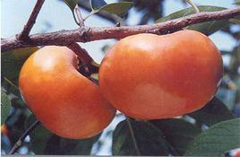 西村早生 西村早生